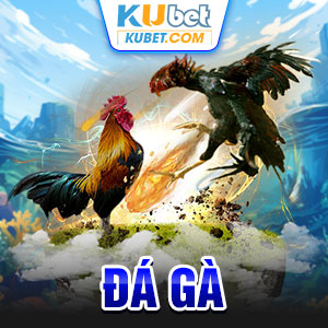 đá gà kubet